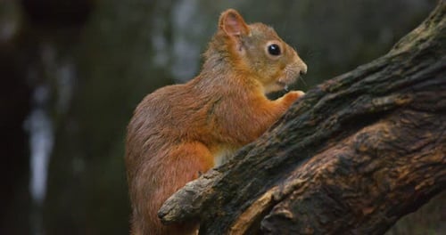 Squirrel Perched on Branch Eating a Nut