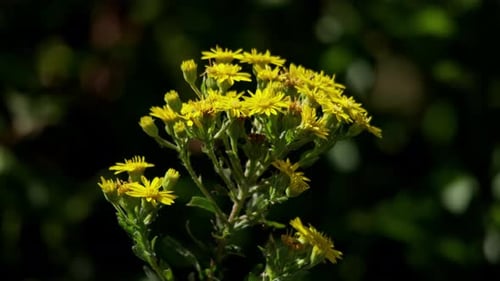 Close Up of Yellow Wildflowers Swaying Gently