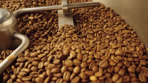 Coffee Beans Rotating in Roasting Machine