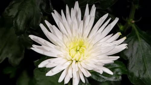 Weiße Chrysanthemenblüte, die im Zeitraffer auf grünem Blatthintergrund blüht