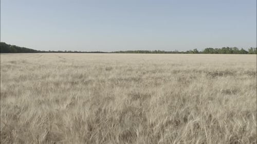 Top View of a Wheatfield