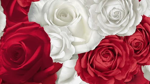Schwebender Hintergrund mit roten und weißen Rosen - 3 Clips - 4K