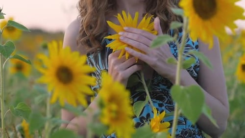 Woman's Hands Closeup in a Blue Dress Hold a Sunflower in a Field Against a Sunset Background