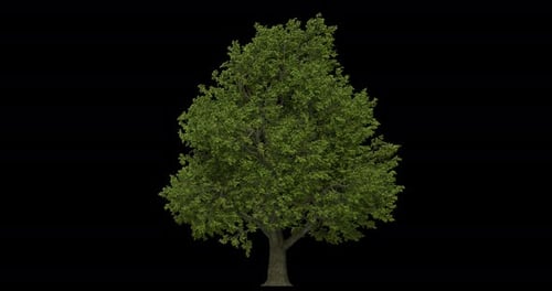 Realistic Green Tree Swaying Alpha Channel Animation