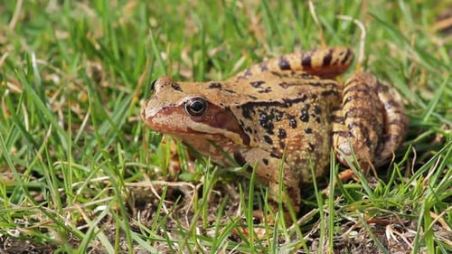 Nahaufnahme des braunen Frosches Rana temporaria
