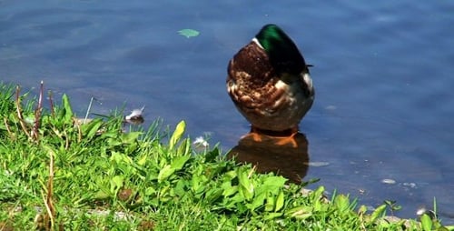 Mallard Duck Preening Feathers Near Grassy Shoreline