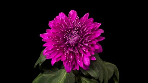 Blooming Purple Chrysanthemum Time Lapse on Black