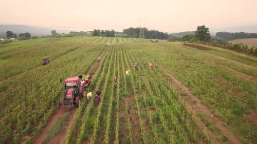 Aerial view pulling away from workers in field picking fresh corn with tractor pulling corn wagon ne