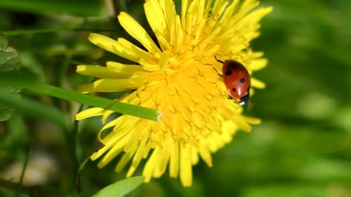 Ladybug Crawling on Vibrant Yellow Dandelion Flower