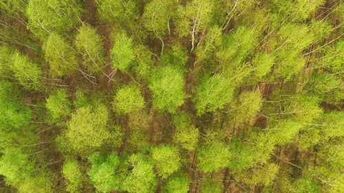 Early autumn in forest aerial top view. Mixed forest, green conifers, deciduous trees with yellow le