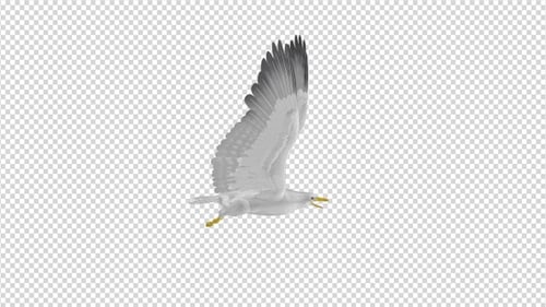 Sea Gull - Flying Loop - Side View