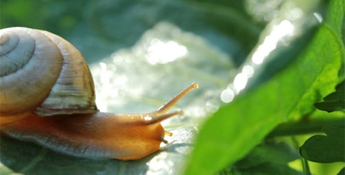 Snail