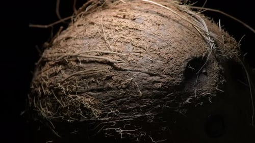 Close Up of a Coconut on Dark Background
