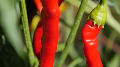 Poivrons rouges frais sur des vignes cultivées dans le jardin 4K 2160p 30 images par seconde, vidéo d'inclinaison UltraHD - Red ho