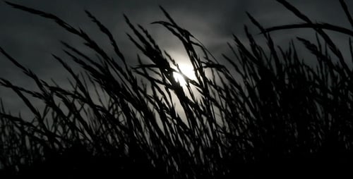 Herbe