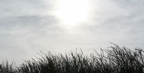 Herbe et soleil