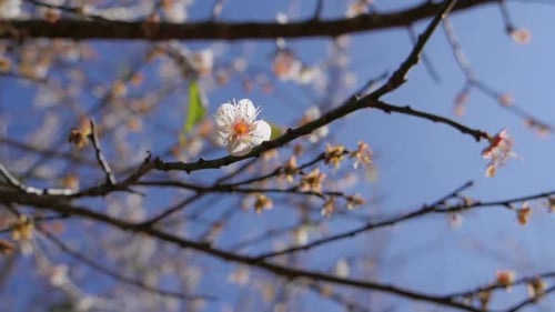 Frühling mit weißer Blume