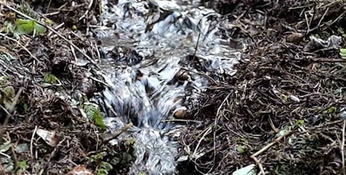 Forest Stream (4-Pack)