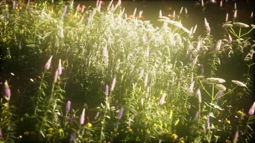 Wild Flowers in the Field