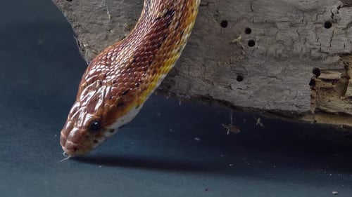 Coronella Brown Snake Crawling on Wooden Snag at Black Background. Close Up