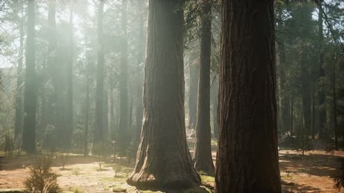 Sunset on the Giant Forest, Sequoia National Park, California