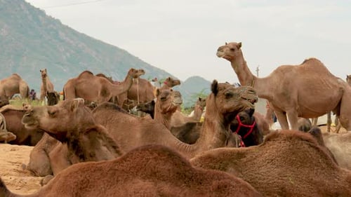 Camels at the Pushkar Fair, Also Called the Pushkar Camel Fair or Locally As Kartik Mela
