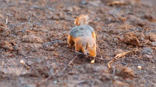 Squirrel (2.7K)