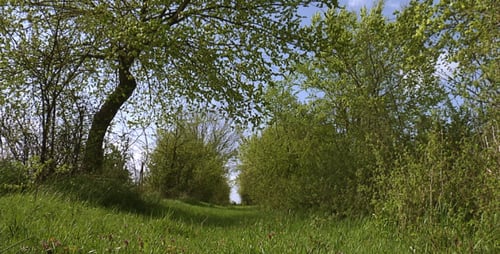 Green Path through Lush Rural Landscape in Daytime