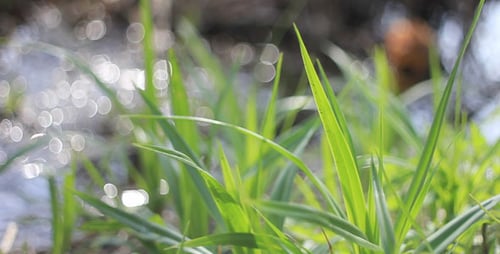 Green Grass And Streamlet