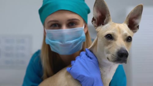 Pet Doctor in Gloves and Mask Hugging Curious Ill Dog, Infection Treatment, Care