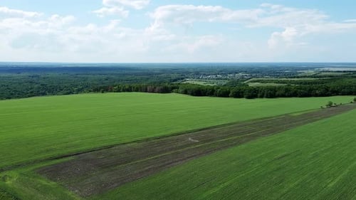 Aerial View of Green Wheat Fields, Crops Cultivation. Drone Flying Over Countryside