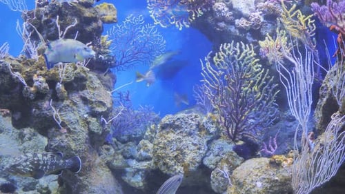 Exotische Fische schwimmen im Aquarium
