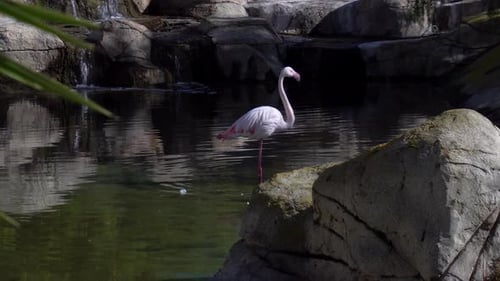 Flamingo Standing Near Pond and Waterfall