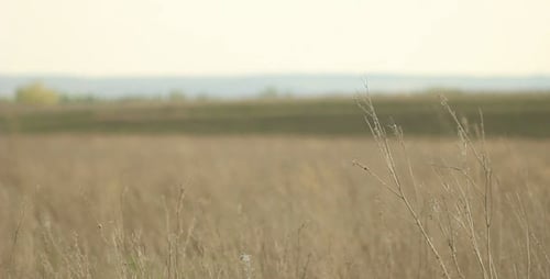 Dry Stalks
