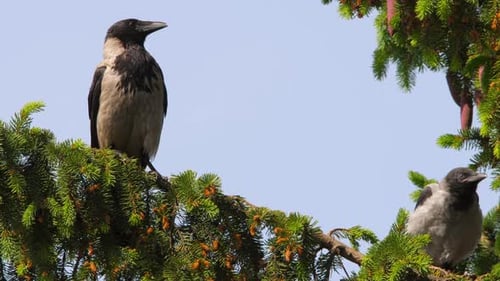 Krähenvögel auf einem Ast
