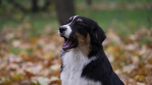 Portrait of an Aussie on a Blurred Background of an Autumn Park and Fallen Leaves