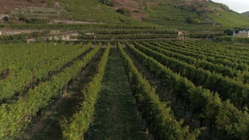 Luftaufnahme eines reifen Weinbergs bei Sonnenuntergang