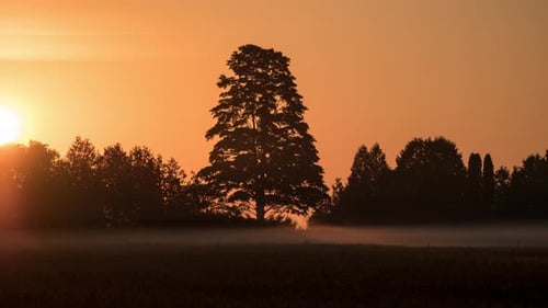 Tree silhouette timelapse at sunrise