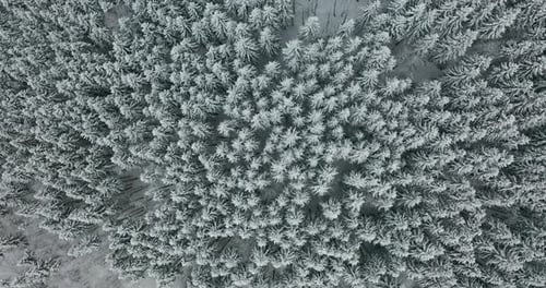 Aerial View. Winter Season. Snowy Mountain Forest Aerial Shot Breathtaking Natural Landscape, Frozen