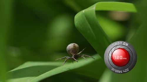 Spider Resting on a Green Leaf in Nature