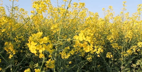 Rapeseed