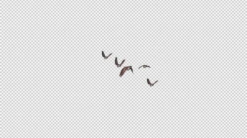 Sparrow Birds - Flock of 5 Flying Over Screen - Side Angle - Transparent Transition - Alpha Channel