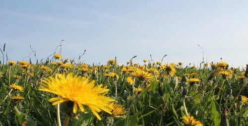Dandelions Blooming in a Sunny Field