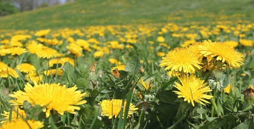 Dandelion Meadow