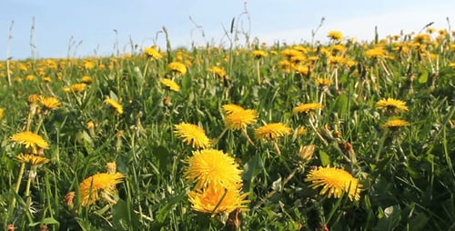 Field of Dandelions in Grassy Rural Meadow