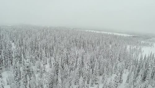 Winter Forest With Frosty Trees From Air