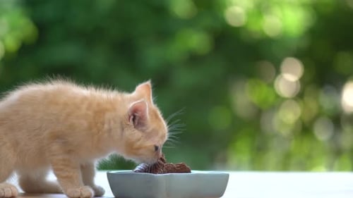Small Kitten Eating Wet Food Outside
