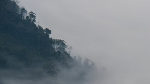 Mist Moving In Forest