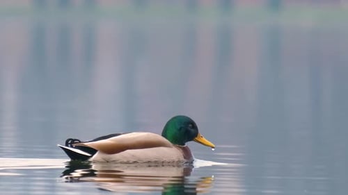 Canard sauvage nageant dans l'eau claire du lac dans un parc d'été.