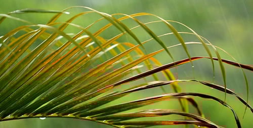 Raindrops on Lush Tropical Palm Frond